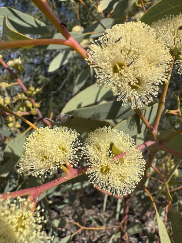 Inland Red Mallee