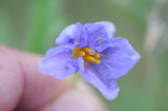 Solanum dimidiatum
