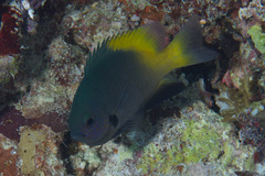 Pomacentrus nigromanus