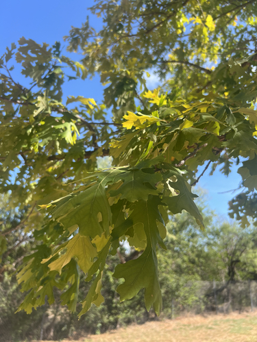 bur oak