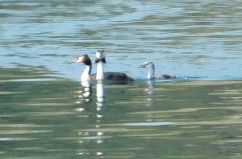 Great Crested Grebe