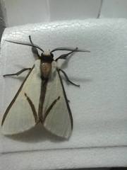 Turuptiana obliqua