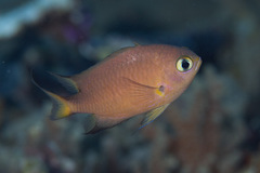Pycnochromis atripes