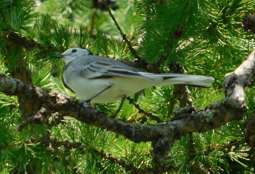 White Wagtail
