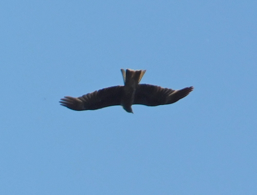 Black Kite