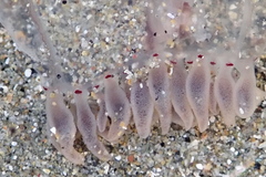 Polyorchis haplus