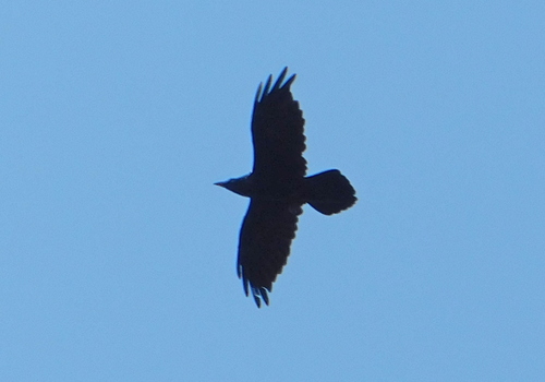 Common Raven