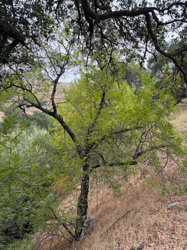 Juglans californica, photograph 6