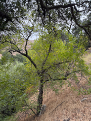 Juglans californica, photograph (c) klicklo, some rights reserved (CC BY)