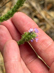 Verbena lasiostachys