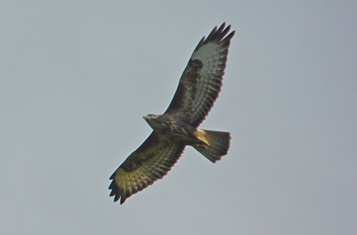 Common Buzzard