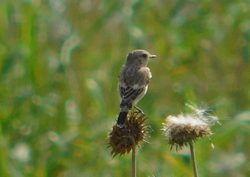 Siberian Stonechat
