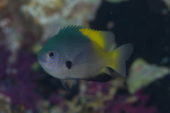 Pomacentrus nigromanus