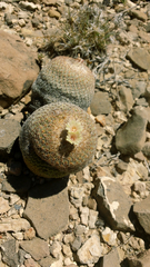 Epithelantha