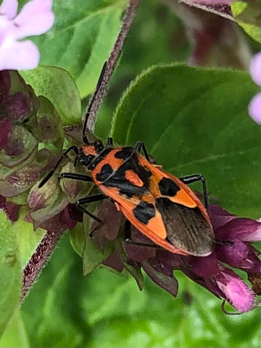 Spotted Firebug