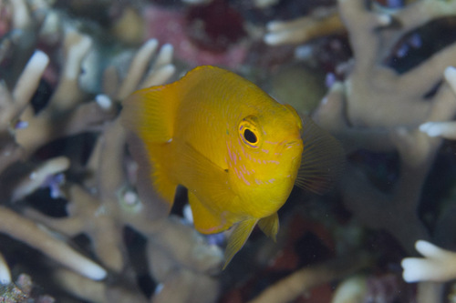 Lemon Damsel, photo 9 of 10