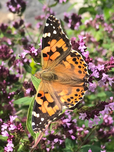 Painted Lady
