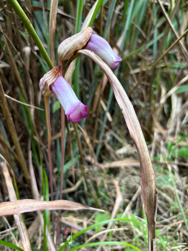Indian Broomrape