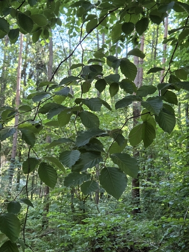 European beech