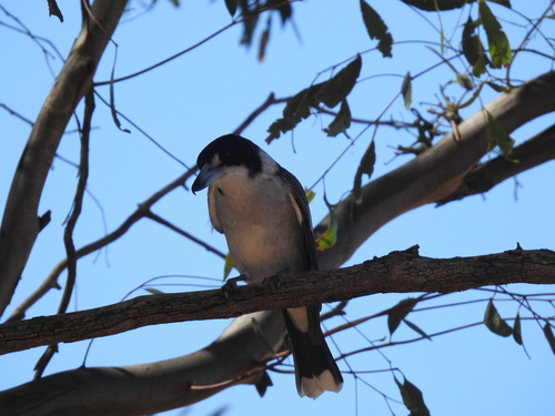 Grey Butcherbird