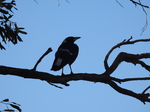 Australian Magpie