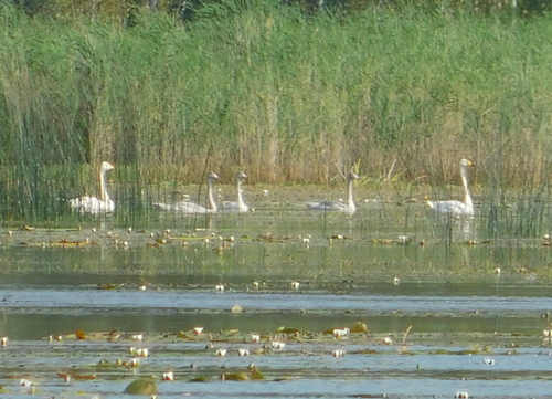 Whooper Swan