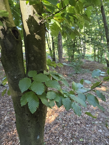 European Hornbeam