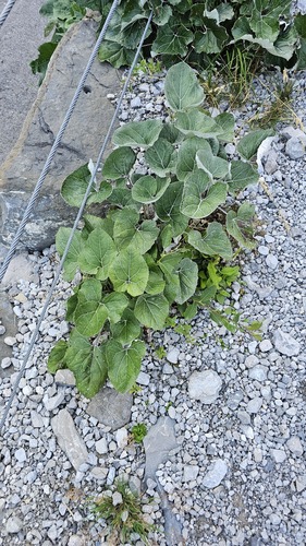 Petasites paradoxus, photograph 4