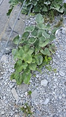 Petasites paradoxus, photograph (c) Claude Kolwelter, some rights reserved (CC BY)