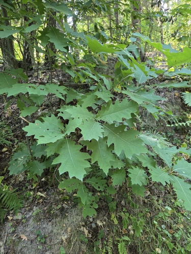 northern red oak