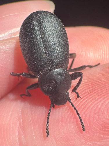 Extricated Darkling Beetle