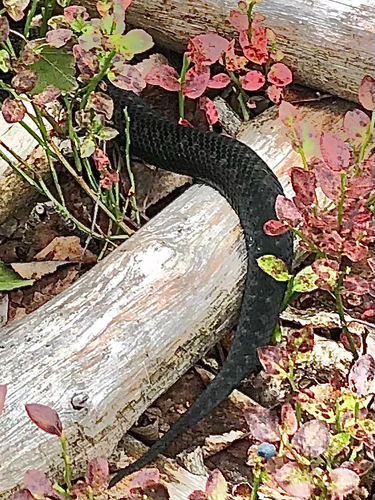 Adder