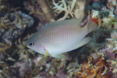 Pomacentrus amboinensis