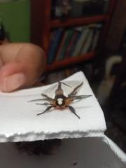 Turuptiana obliqua