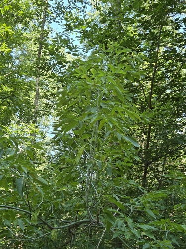 box elder