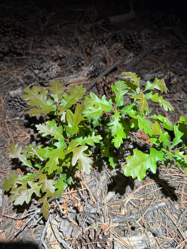 Gambel Oak