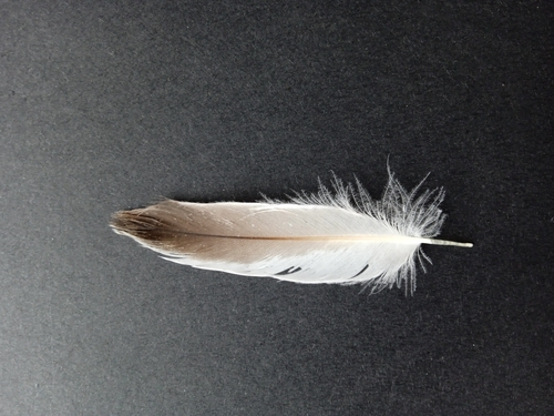 Plume de Plongeon arctique