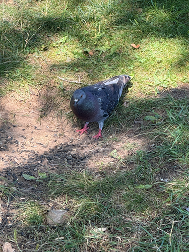 Feral Pigeon