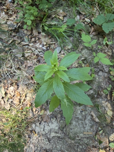 American burnweed