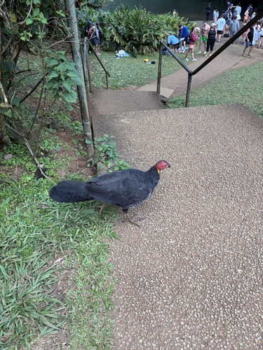Yellow-pouched Brushturkey