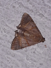 Eulepidotis juncida