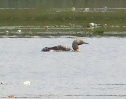 Arctic Loon