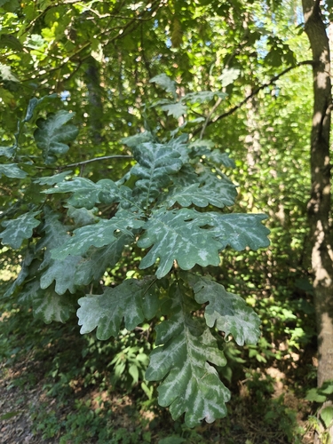 English oak