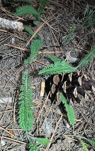 common yarrow