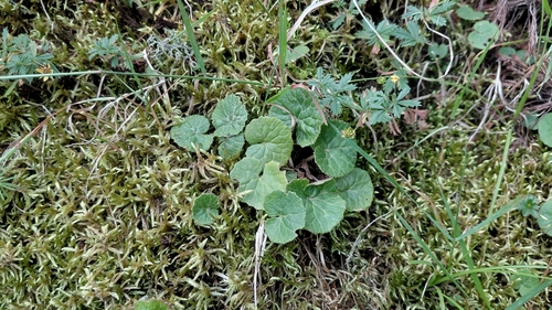 Alpine coltsfoot