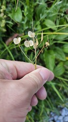 Biscutella laevigata, photograph (c) Claude Kolwelter, some rights reserved (CC BY)