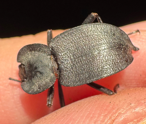 Embaphion contusum contusum
