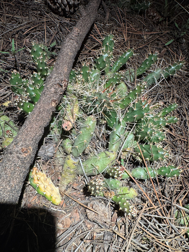 Brittle Pricklypear