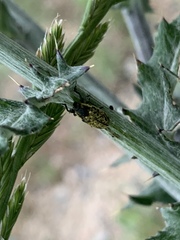 Rhinocyllus
