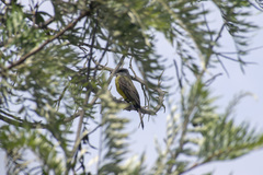 Tyrannus melancholicus